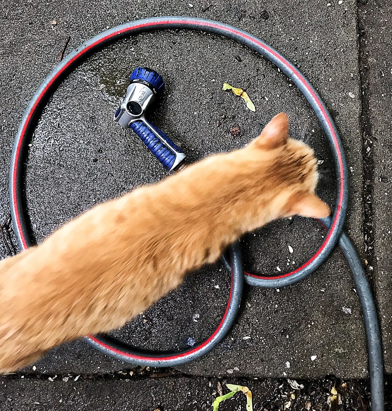 Victor's likely-deaf cat, Pumpkin, stepping over a hose.