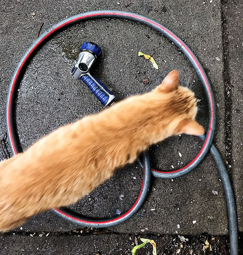 Victor V. Gurbo's photograph of his orange cat walking over a hose on a wet sidewalk.