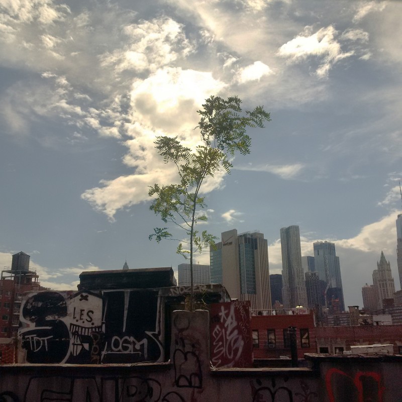 Tree growing on top of tenement building in Manhattan's Chinatown, as seen from the Manhattan Bridge in 2018.