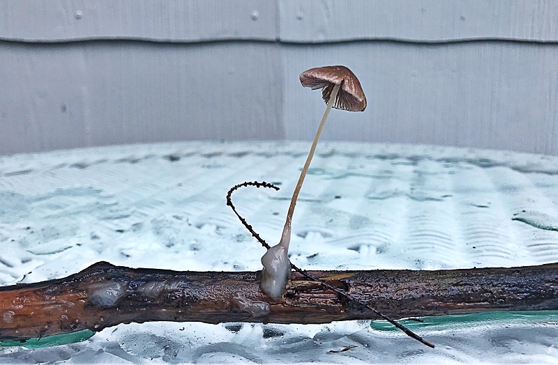 Victor V. Gurbo's photograph of the little stream mushroom.
