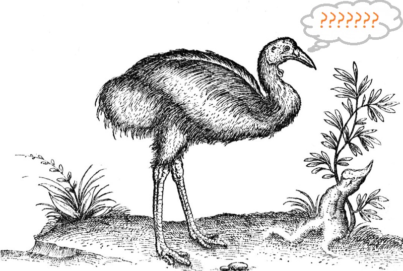 An illustrated emu with a thought bubble displaying question marks