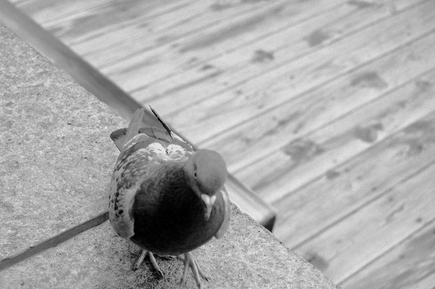 A black and white picture of a pigeon on a step.  It was probably taken in DUMBO, Brooklyn, in 2019.