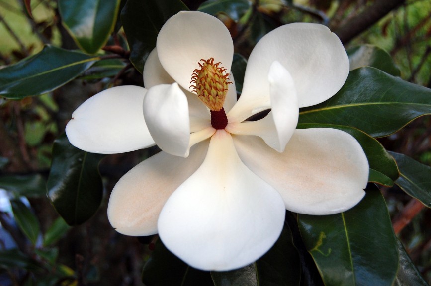 Picture of a southern magnolia flower taken at Brooklyn Bridge Park for an article about Lysander and Cyrus the Younger's garden.