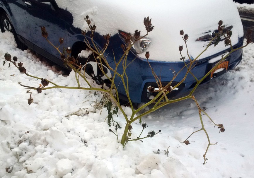 A small plant growing in the snow in Cobble Hill from a buried tree pit.