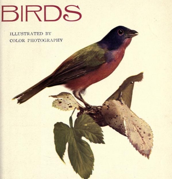 Cover of the January 1897 Birds: A Monthly Serial, Illustrated by Color Photography. Depicted is a nonpareil standing on a tree branch.