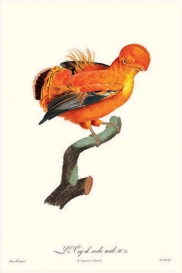 Painting of the Guianan Cock-of-the-Rock by Jacques Barraband (painted between 1801-1805)
