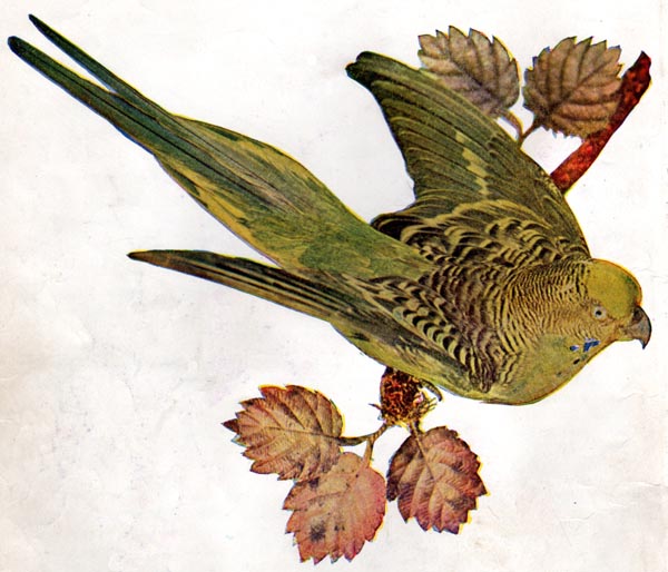 Australian Grass Parakeet illustration from January 1897 Birds: A Monthly Serial (Illustrated By Color Photography)