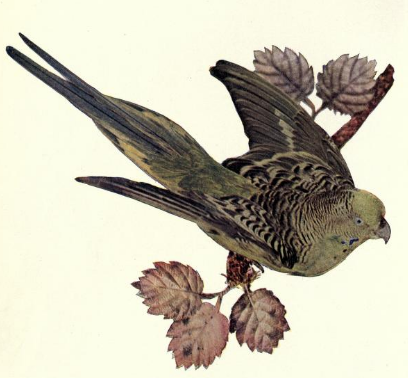 Illustration of the Australian Grass Parrakeet from the January 1897 Birds: Illustrated in Full Color