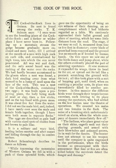 Article from June 1897 edition of Birds, A Monthly Serial on the cock-of-the-rock bird.