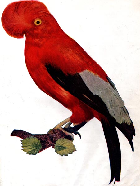 Illustration of the Guianan Cock-of-the-Rock from January 1897 Birds: A Monthly Serial, or Birds: Illustrated By Color Photography