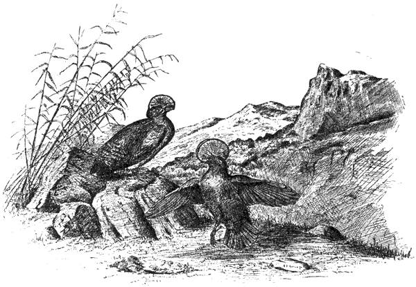 Illustration of the Cock-of-the-Rock mating dance by Hubert D. Astley for Edmund Selous's 1901 book, "Beautiful Birds"