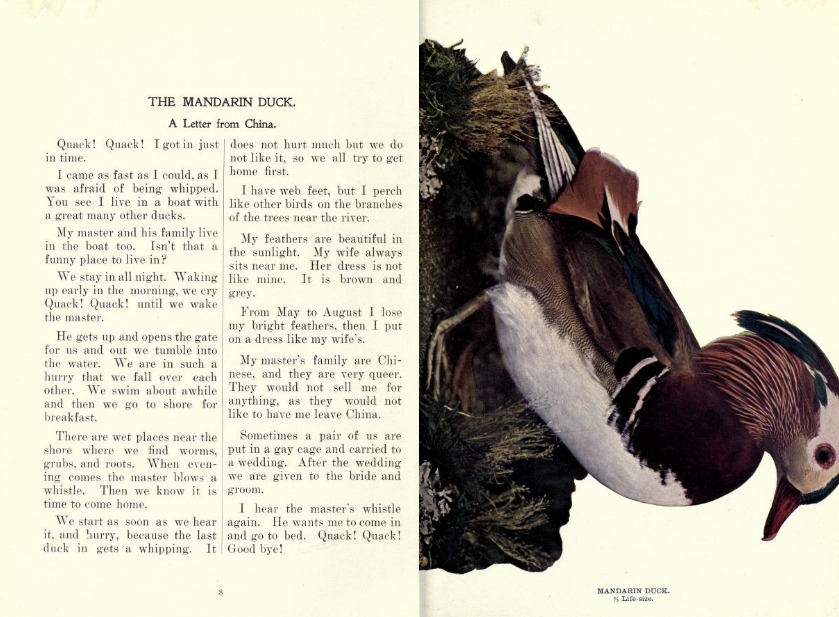 Clip of The Mandarin Duck article and illustration in the January 1897 Birds: A Montly Serial