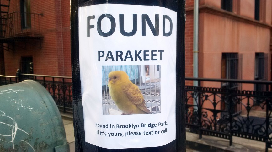 A "FOUND PARAKEET" sign seen in Brooklyn in July 2020, noting that the parakeet was found in Brooklyn Bridge Park.