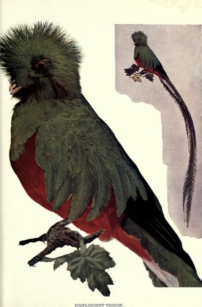 Illustration of the resplendent trogon from the January 1897 Birds: A Monthly Serial magazine