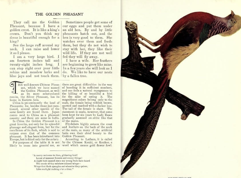 Full two-page spread on the golden pheasant, with text on the left and an illustration of the bird on the right, taken from the 1897 issue of Birds: Illustrated by Color Photography.