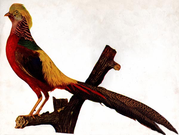 Illustration of the Golden Pheasant, clipped from the January 1897 Birds: A Monthly Serial.
