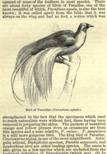 Clip from the definition of "bird of paradise" in The Century Dictionary, with a sketch of a bird of paradise in the center.