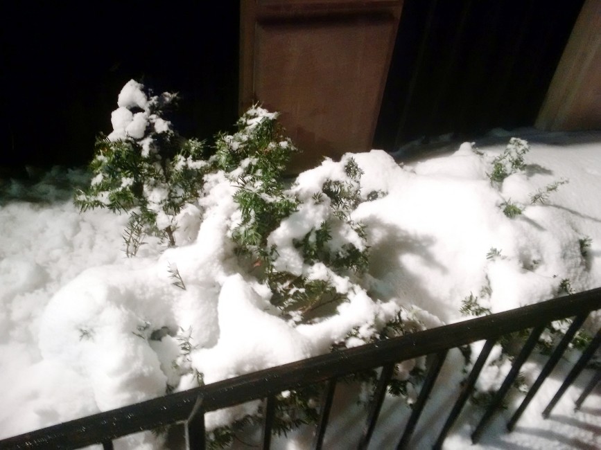 A buried shrub in the snow in Brooklyn Heights, seen on February 2, 2021.