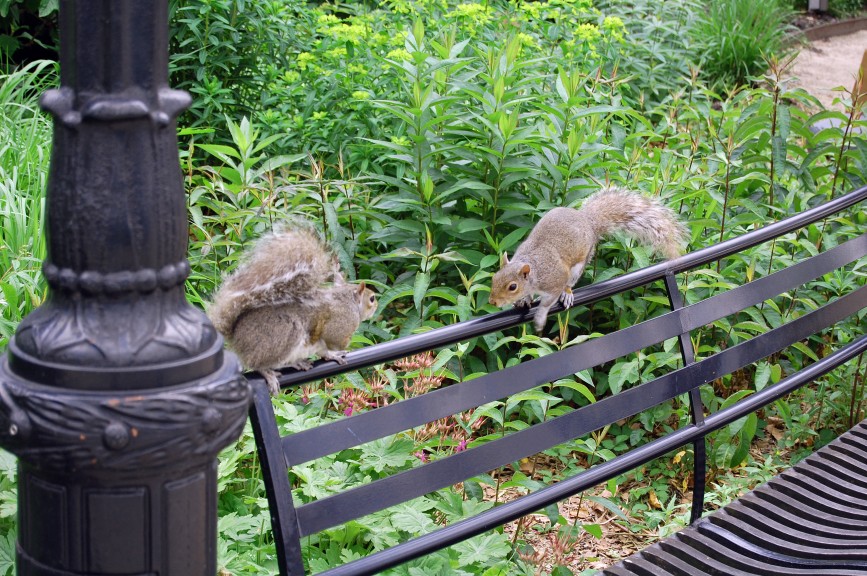 One squirrel approaching another squirrel on a bench in Battery Park, Manhattan.  Nicholas A. Ferrell took this picture on May 29, 2015.