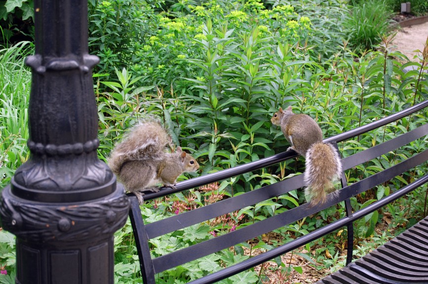 Two squirrels standing at distance on a bench in Battery Park, Manhattan.  Nicholas A. Ferrell took this picture on May 29, 2015.