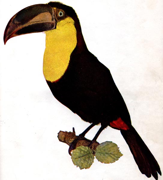 Illustration of the Yellow Throated Toucan from the January 1897 issue of Birds: Illustrated By Color Photography