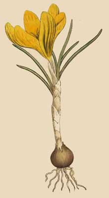 Illustration of Spring Crocus from William Curtis's "The Botanical Magazine" (1790)