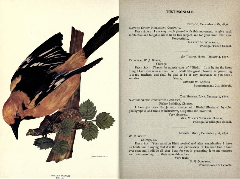 The end of the January 1897 issue of Birds: Illustrated By Color Photography, with the Golden Oriole on the left and testimonials for the magazine on the right