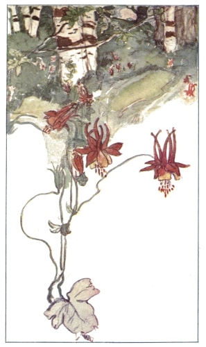 Flower illustration for Maurice Materlinck's "Old Fashioned Flowers" (1905)