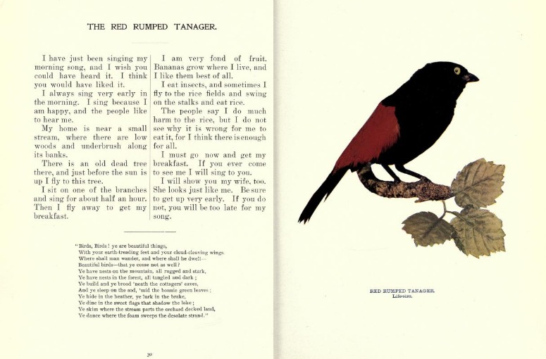 Photo, article, and bird poem about Cherrie's Tanager, clipped from the January 1897 issue of Birds: Illustrated By Color Photography.