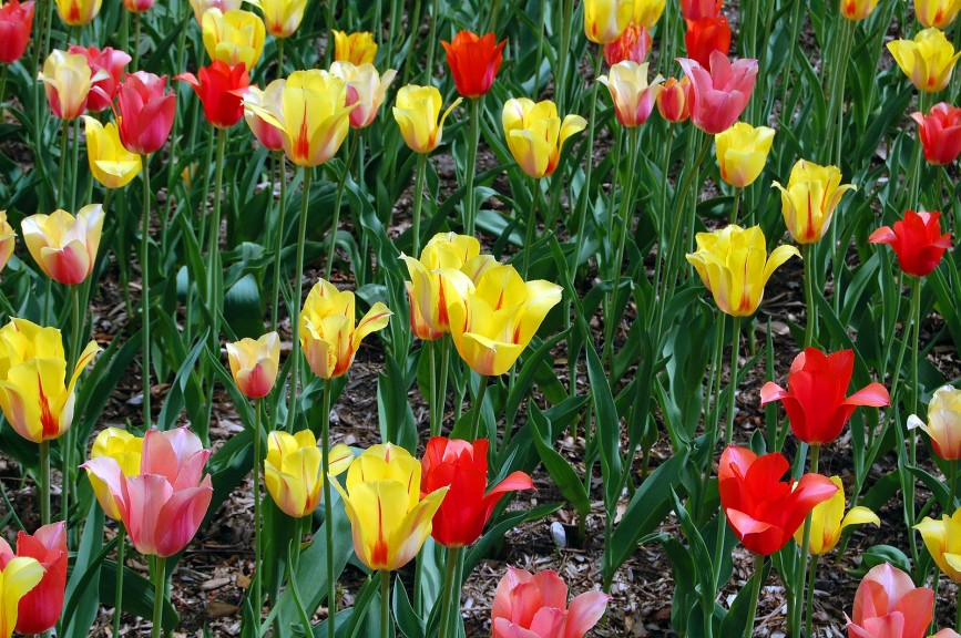 Photo of red and yellow flowers taken by N.A. Ferrell at the Brooklyn Botanic Garden on April 26, 2007.