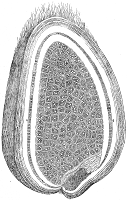 A magnified section of a grain of wheat clipped from issue number 275 of the Scientific American Supplement (April 9, 1881)