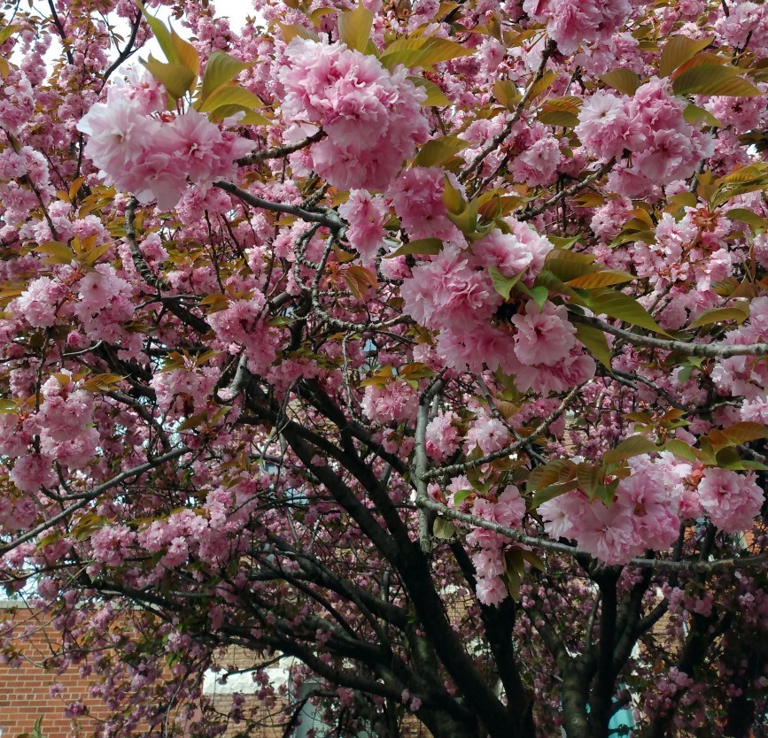 Cherry blossoms on 4th Street in Carroll Gardens, Brooklyn, photographed by N.A. Ferrell in April 2021.
