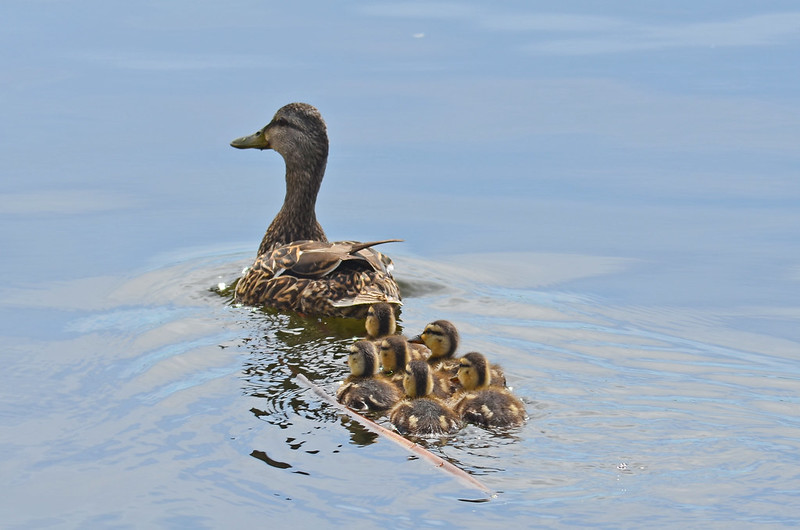 "Mallard with Ducklings" by U.S. Fish and Wildlife Service - Midwest Region is marked with CC PDM 1.0  