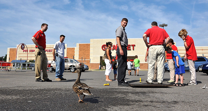 A mother duck watches over employees of an Elyria Target working to rescue her ducklings from a storm drain - credit Rona Proudfoot (CC-BY-SA)
