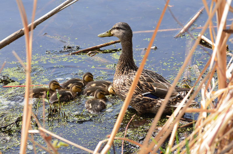 A duck family swimming in a marsh.