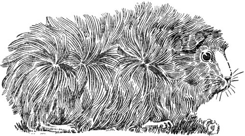 Illustration of an Abyssinian guinea pig from "The Raising and Care of Guinea Pigs" by A.C. Smith (1915)
