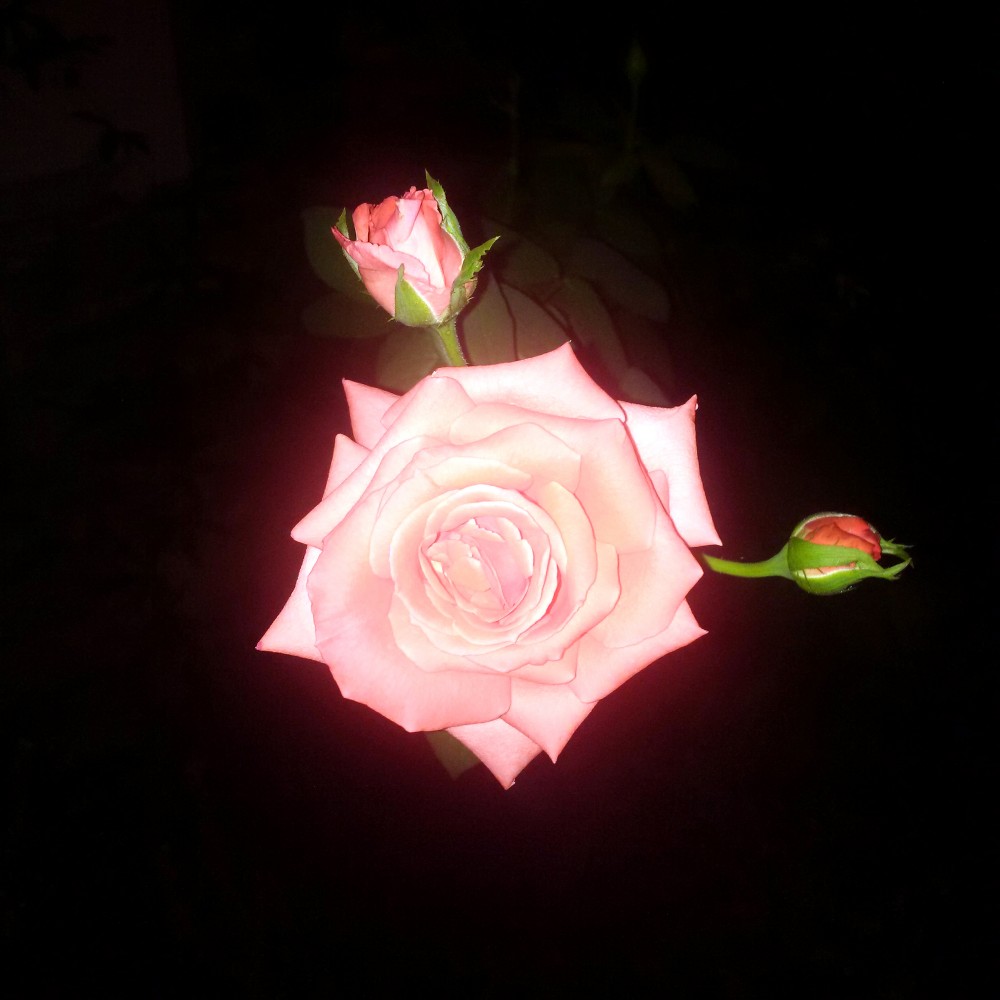 A photograph of a glowing tea rose in Brooklyn Heights on a May 2018 evening by Nicholas A. Ferrell.