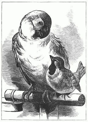 Illustration of a parrot with a sparrow from the May 1877 issue of "The Nursery"