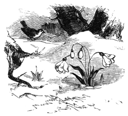 Illustration of a crocus emerging from the earth in the May 1881 issue of "The Nursery"