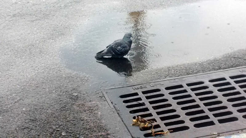 A pigeon in a puddle - photographed by Nicholas A. Ferrell in 2020.