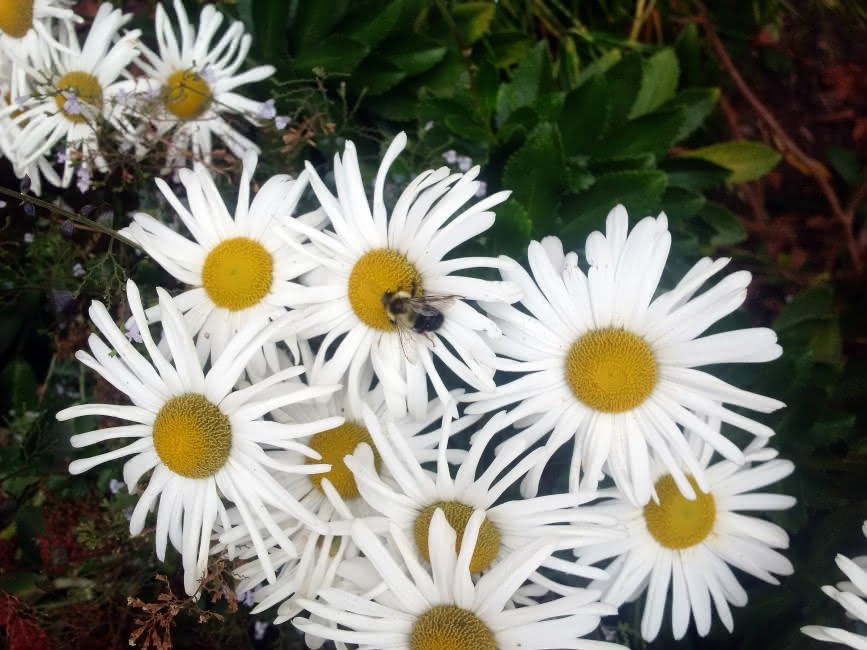 A bee collects nectar from a daisy patch in October 2020.