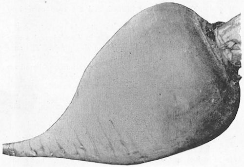 Black and white image of a napiform turnip, clipped from "Farm Gardening with Hints on Cheap Manuring" (1898)