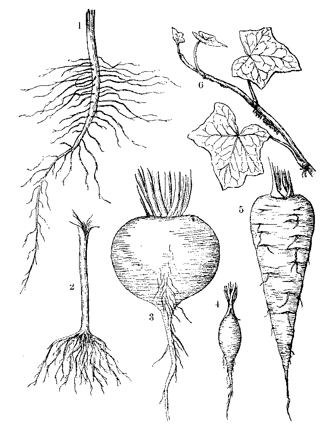 Illustration of numerous root vegetables and plants from Jane H. Newell's "Outlines of Lessons in Botany" (1888)