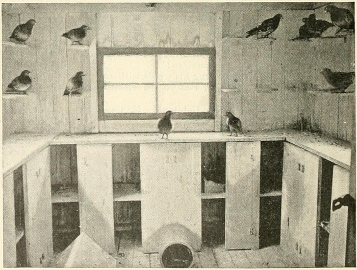 Photograph of carrier pigeons in their home in Herald Square, Manhattan, in 1895.