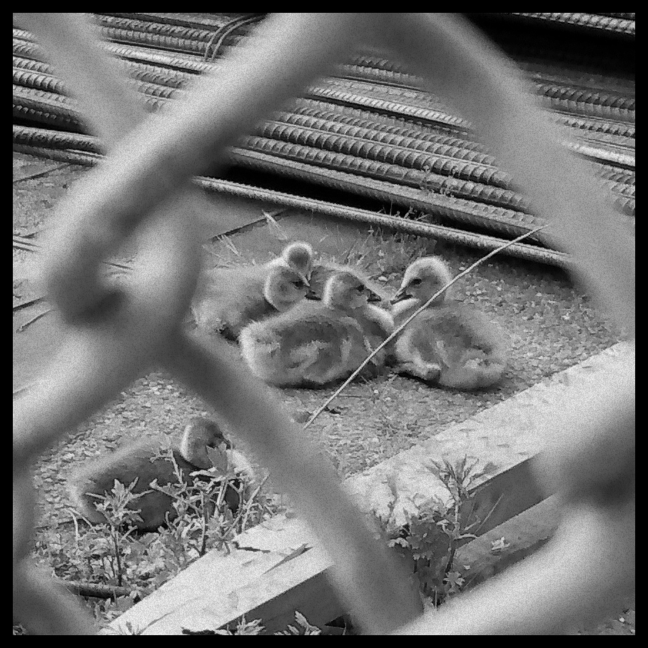 Five baby geese sitting together as seen through a fence in Brooklyn.