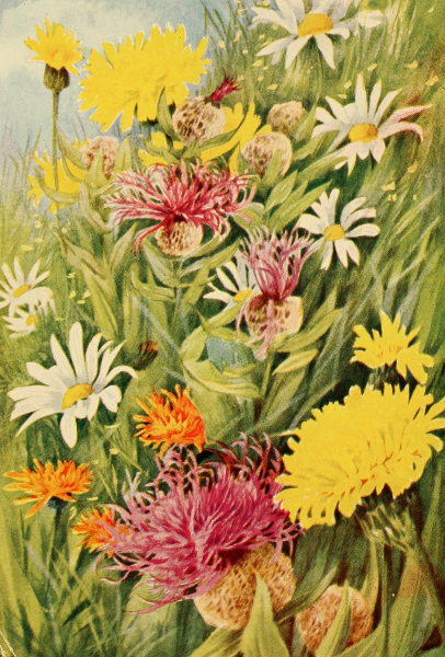 Illustration of golden hawkweed flowers with other summer flowers in the Swiss Alps.