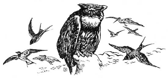 Illustration of a "wise old owl" from Stories the Iroquois Tell Their Children by Mabel Powers/