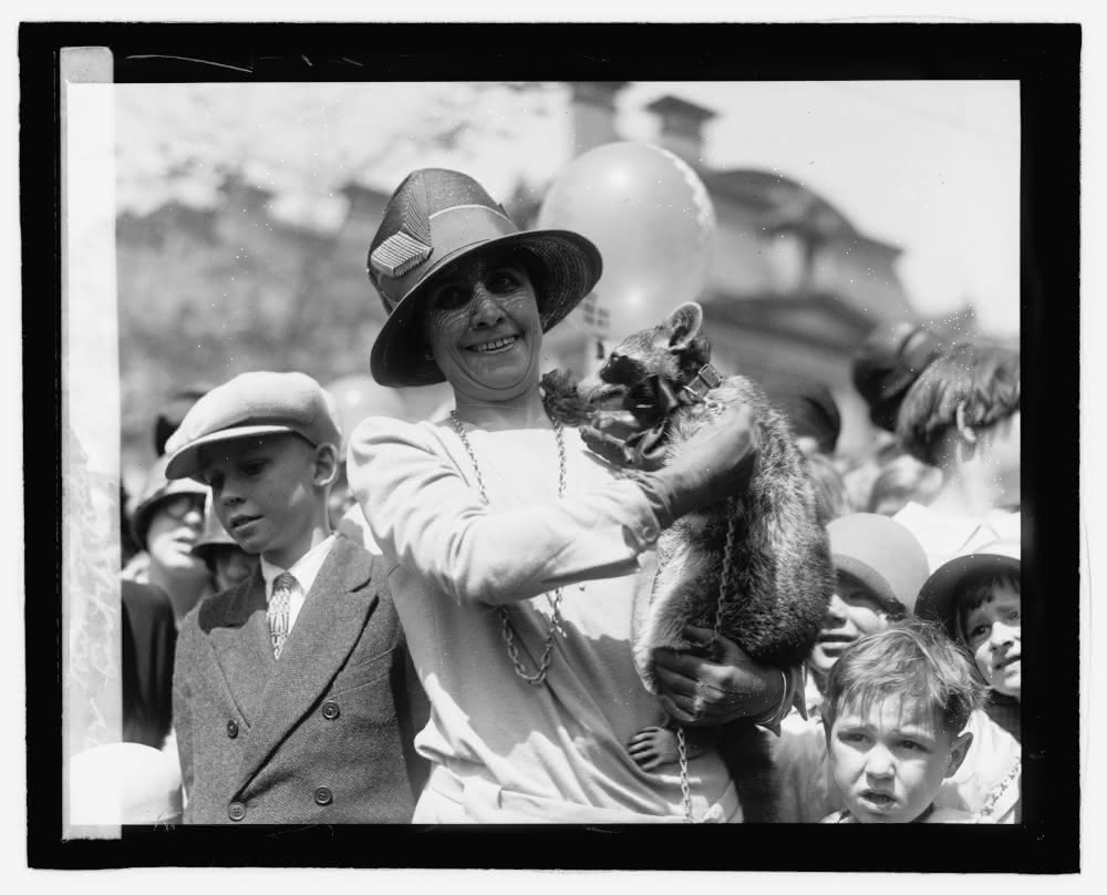 First Lady Grace Coolidge holds Rebecca, the White House raccoon, at the 1927 Easter Egg Rolling.  LOC digital ID npcc.16728.