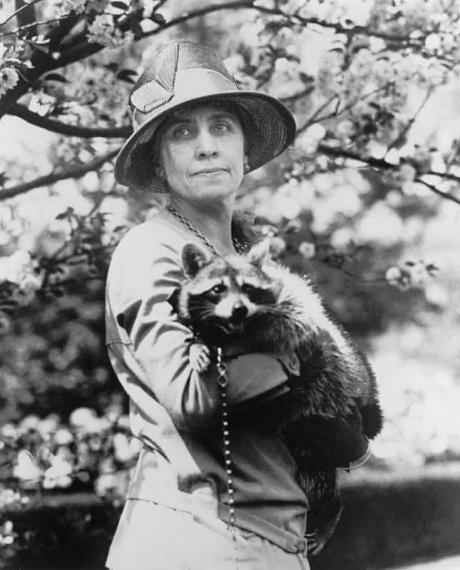 Grace Coolidge holding Rebecca, the White House's pet raccoon, in 1927.  LOC digital ID cph.3c00816.