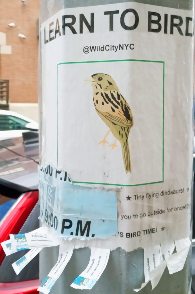 A flier from Wild City NYC captioned "LEARN TO BIRD" - on a post in DUMBO, Brooklyn, but with much of the text cut off by an alternate side of the street parking sign.